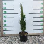 Cyprus vždyzelený (Cupressus sempervirens) ´PYRAMIDALIS´ - výška: 50-70 cm, kont. C3L (-15°C)  "Cypruštek Toskánsky"